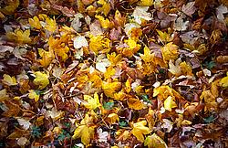 YellowLeaveCarpet - Carpet of yellow leaves.