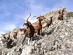 20061008-163947-FerrataGoats - Goats on a Via Ferrata, a form of mountain traffic jam.