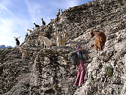 20061008-164208-FerrataGoats - Mountains goats on a via ferrata.
