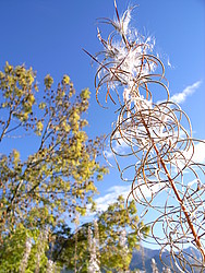 20061013-171020_CombesAutumn - Autumn vegetation.