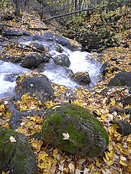 20061022-RiverDeadLeavesV - Dead leave surrounding mountain spring.