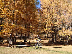 20061030-155308-BikeYellowLarch - Mountain biking in the middle of golden larch trees.
[ Click to go to the page where that image comes from ]