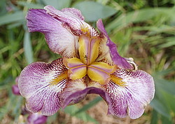 20070504_144605_MacroIris - A wide open iris flower.
[ Click to go to the page where that image comes from ]