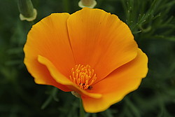 20070504_151051_OrangeFlower - Escholzio (Californian poppy) flower.