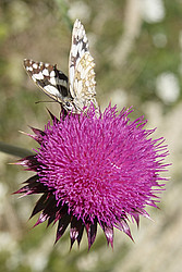 20070623_103228_ButterflyThistle - Butterfly on a thistle.
[ Click to download the free wallpaper version of this image ]