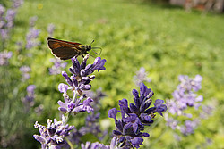 20070624_112529_LavenderButterfly - Butterfly on lavender flowers.