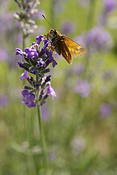 20070624_114314_LavenderButterfly - Butterfly on a lavender flower.
[ Click to go to the page where that image comes from ]