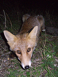 20070907-215214_Fox - Fox joining the barbeque.
[ Click to go to the page where that image comes from ]