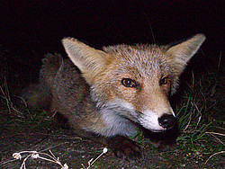 20070907-215359_Fox - A friendly and fearless fox that doesn't seem to mind being photographed.
[ Click to download the free wallpaper version of this image ]