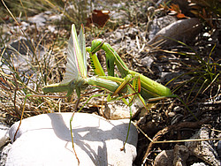 20070915-155305_PrayingMantis - Praying mantis eating its pray.