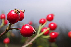 20071012_155725_Gratacul - Rosehip.	
[ Click to download the free wallpaper version of this image ]
