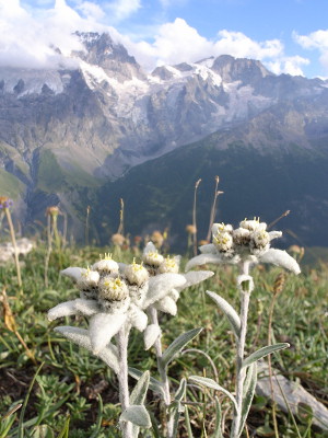 [20060730-Edelweiss4-Combine.jpg]
An Edelweiss mountain flower with La Meije in the background. A first image is taken in macro, a second one on the hyperfocal, both with the camera pointing the same way. Then the lower part of the first image is combined with the upper part of the second one.