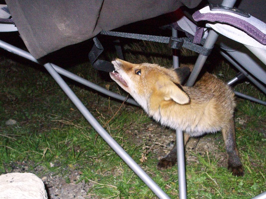 [20070907-214753_Fox.jpg]
It was clearly not afraid and coming very close, trying to take bites out of our shoes, chairs or anything that stood out, such as a guy line on the tent.