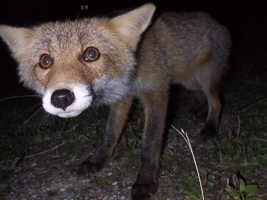 [20070908-210640_Fox.jpg]
The fox was with us for about an hour each day.