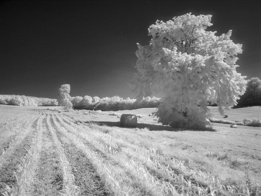 [20080622_155251_Infrared.jpg]
The old oak tree appears snow-covered: the green of chlorophyll reflects infrared.