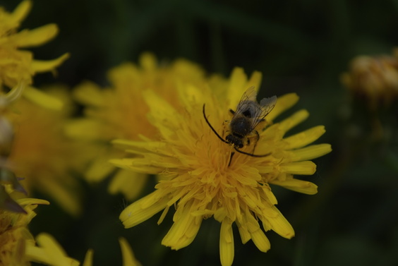 [20070501-140731_Dandelion.jpg]
Bee on a dandelion.