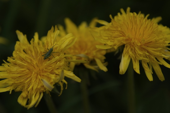 [20070501-140923_Dandelion.jpg]
Tiny cricket getting ready to change dandelion.