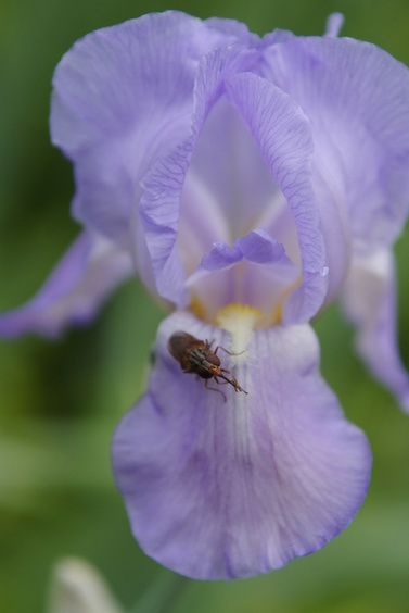 [20070504_172907_Iris.jpg]
Iris flower and another visiting insect.