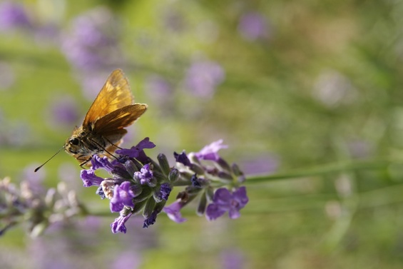 [20070624_114314_LavenderButterfly.jpg]
Butterfly on a lavender flower.