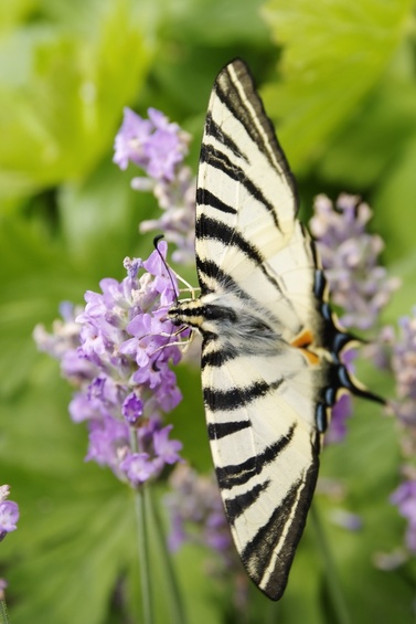 [20070624_144217_LavenderButterfly.jpg]
Attention to depth of field is important with such a wingspan, unless you take the image from its back, flat on.