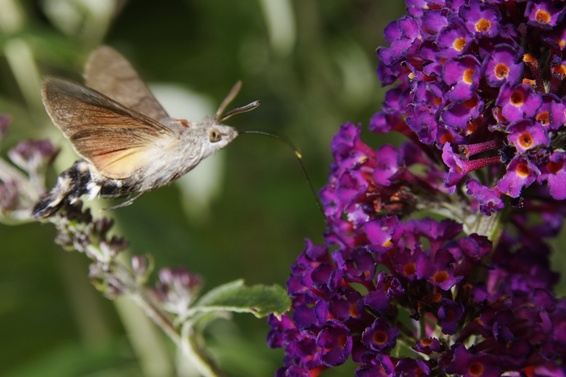 [20070624_145412_ButterflyTree.jpg]
Hawk-moth drinking pollen off a buddleja tree.