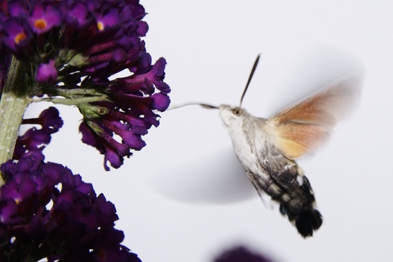 [20070624_145548_ButterflyTree.jpg]
Hawk-moth drinking pollen.