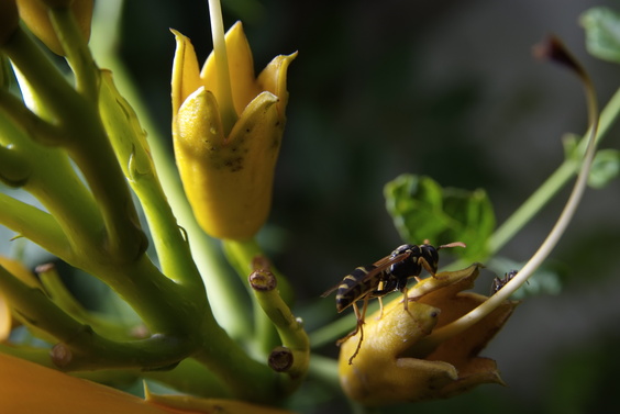 [20070624_160425_WaspsYellowFlower.jpg]
Wasp harvesting sap.