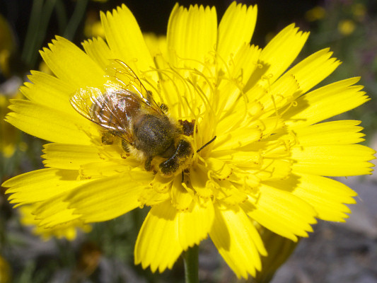 [20080810_111234_Bee.jpg]
Bee on a yellow alpine flower.