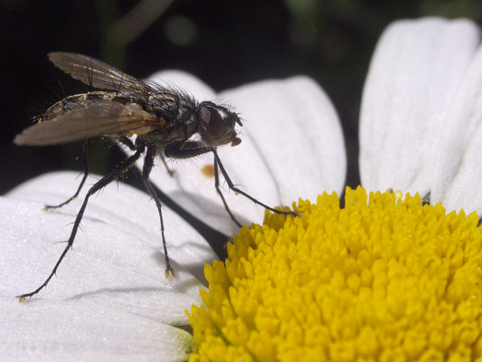 [20080810_112918_Fly.jpg]
Hairy fly on flower.