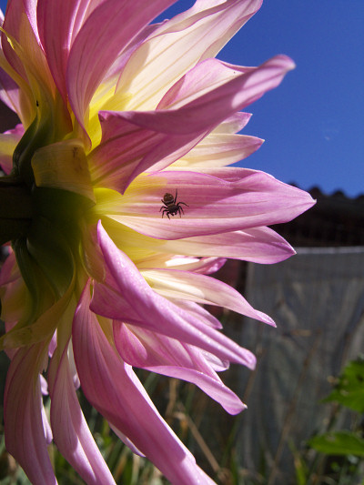 [20080818_100827_Dalia.jpg]
Tiny spider on dahlia flower.