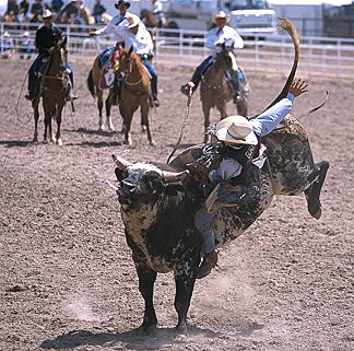 [RodeoBull.jpg]
Bull riding... well kinda...