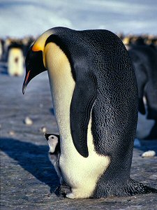 Emperor penguin and its chick