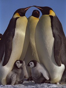 [EmperorsWithChicks.jpg]
Breeding pair of emperor penguins with their chicks warmly stuck under their belly. This is a 76x114cm (30x45