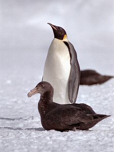 Emperor penguin and its only predator, the giant petrel